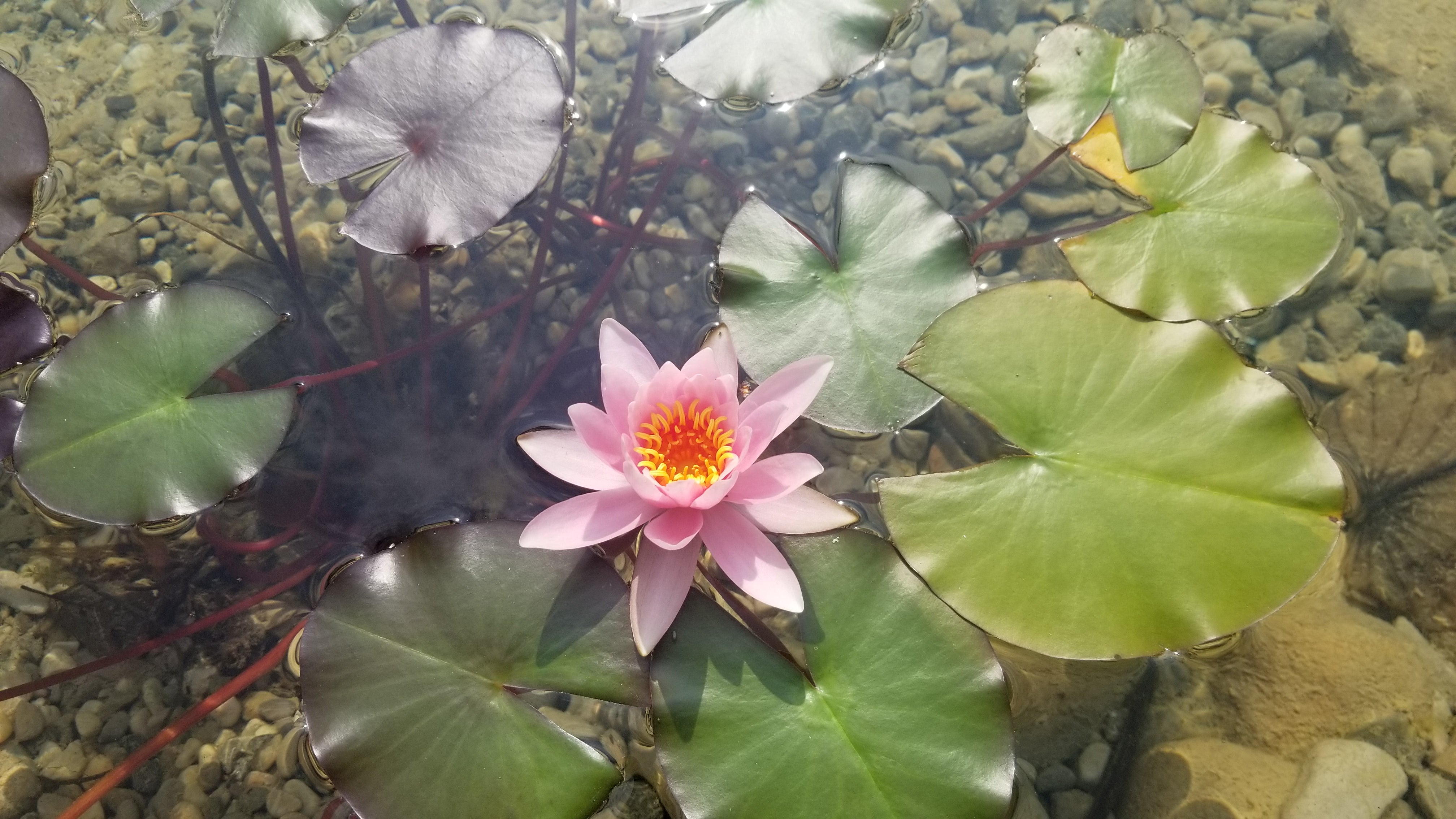 TULIPA Photo 'Water Lily'