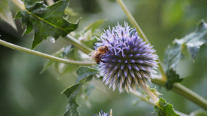 TULIPA Photo 'Bee'